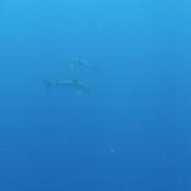 Photo submitted by Naoki