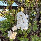 Photo submitted by Kota