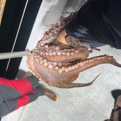 Photo submitted by Louie