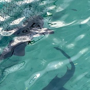 Photo submitted by Groupon