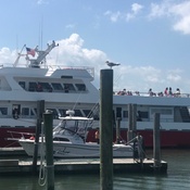 Miss Chris Fishing Boat in - Cape May, NJ | Groupon