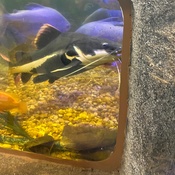 Photo submitted by Cynequa