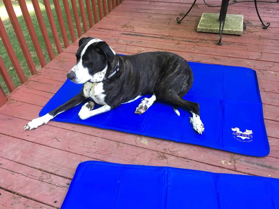 arf pets cooling mat canada