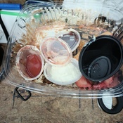 Photo submitted by sonica