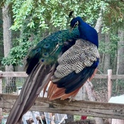 Photo submitted by pamela