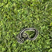 Photo submitted by Guest