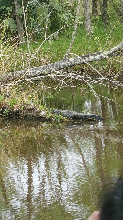 jean lafitte swamp tour groupon