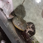 Photo submitted by Tisa