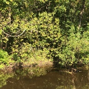 cajun pride swamp tour groupon