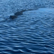 Photo submitted by Zulika