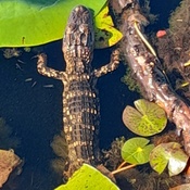 Photo submitted by Guest