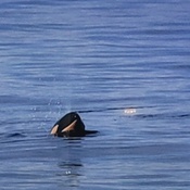 Photo submitted by Adalinda