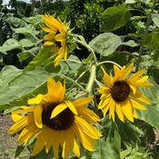 Photo submitted by giani