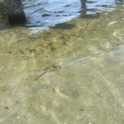 Photo submitted by Tamara