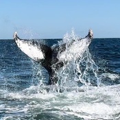 Photo submitted by Heather