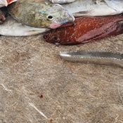 Photo submitted by CharRhonda