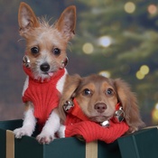 Photo submitted by Mellisa