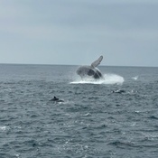 Photo submitted by debbie