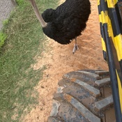 Photo submitted by Zolenny