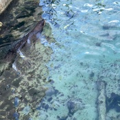 Photo submitted by Groupon