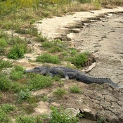 Photo submitted by Kila