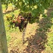 Photo submitted by Evette