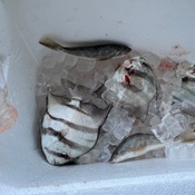 Photo submitted by Rakeisha