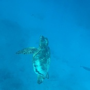 Photo submitted by Guest