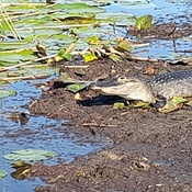 Photo submitted by Guest