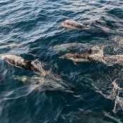 Photo submitted by arul