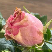 Photo submitted by Shannon