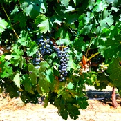 Photo submitted by deidre