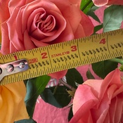 Photo submitted by Kristen