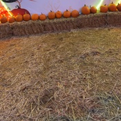 Photo submitted by Sidney