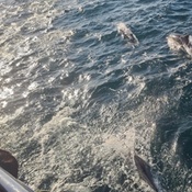 Photo submitted by arul