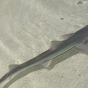 Photo submitted by Kevin