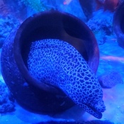 Photo submitted by Ven