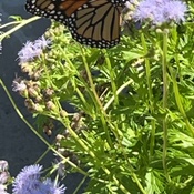 Photo submitted by Joe