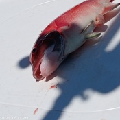 Photo submitted by Guest