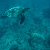 Photo submitted by Megan