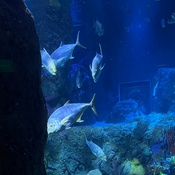 Photo submitted by dhani