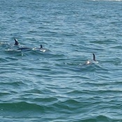 Photo submitted by Jennifer