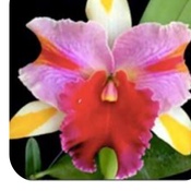 Photo submitted by Guest