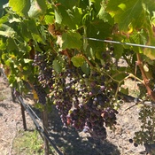 Photo submitted by Marta