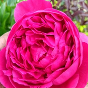 Photo submitted by Tiffany