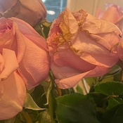 Photo submitted by Elizabeth