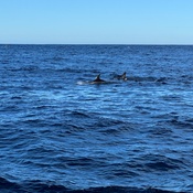 Photo submitted by Joe