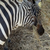 Photo submitted by rabia