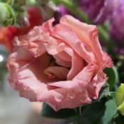 Photo submitted by Meiry