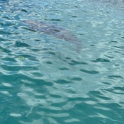 Photo submitted by Groupon